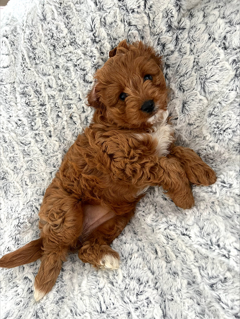 puppy on a fur cashmere beanbag